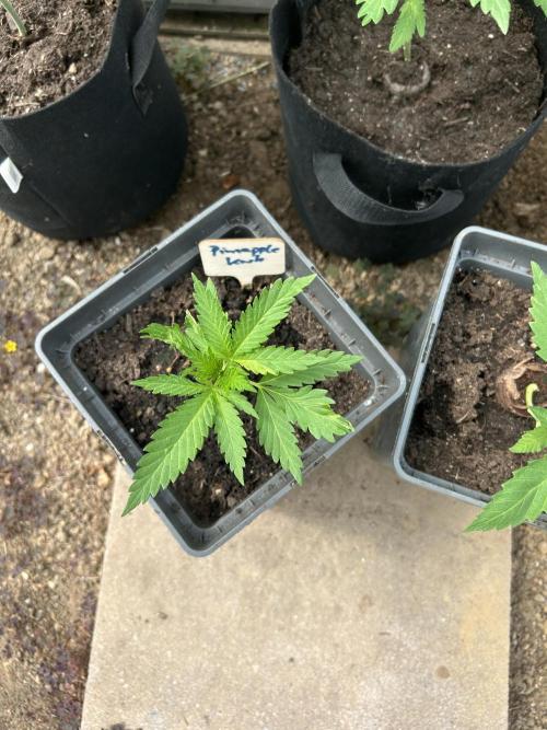 RQS mix. Week 4