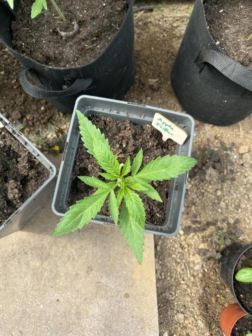 RQS mix. Week 4
