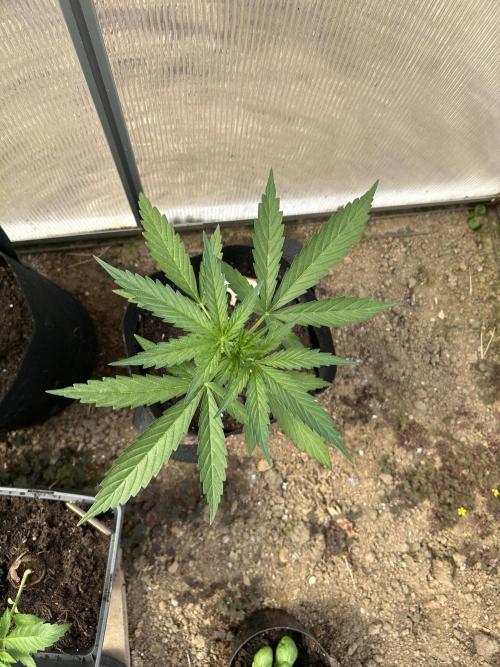 RQS mix. Week 4
