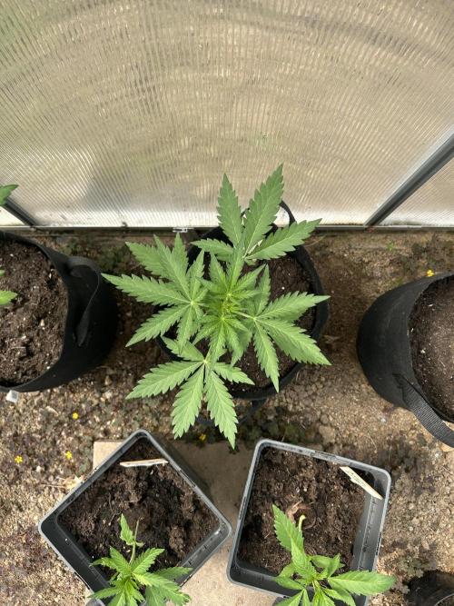 RQS mix. Week 4