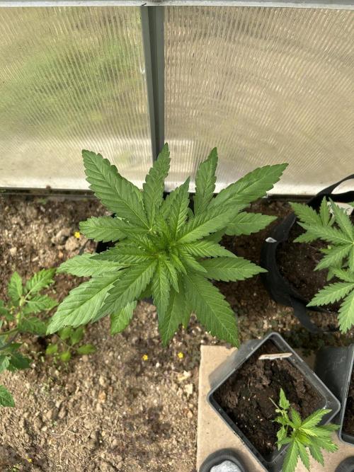 RQS mix. Week 4