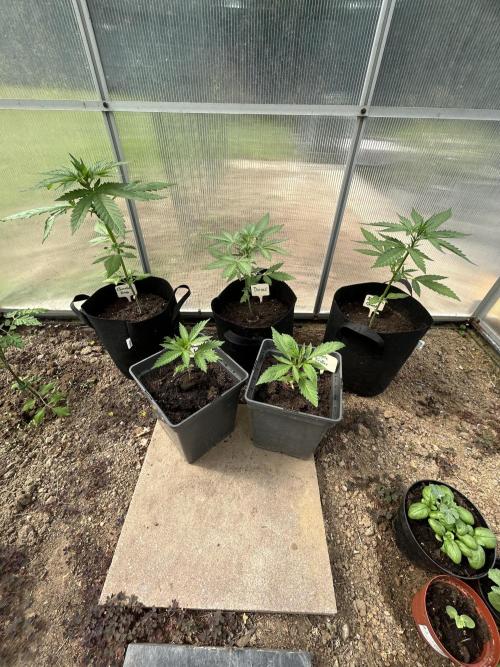 RQS mix. Week 4