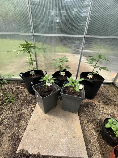 RQS mix. Week 4