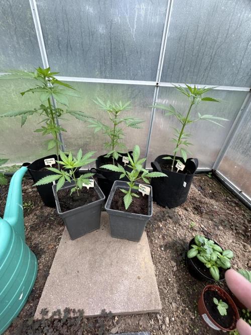 RQS mix. Week 5