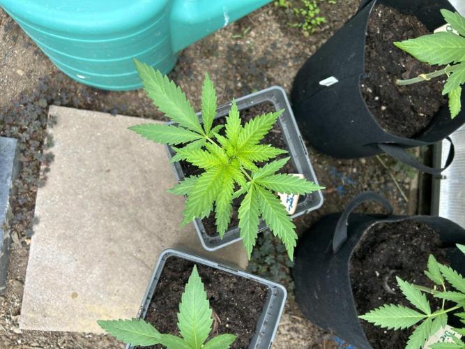 RQS mix. Week 5