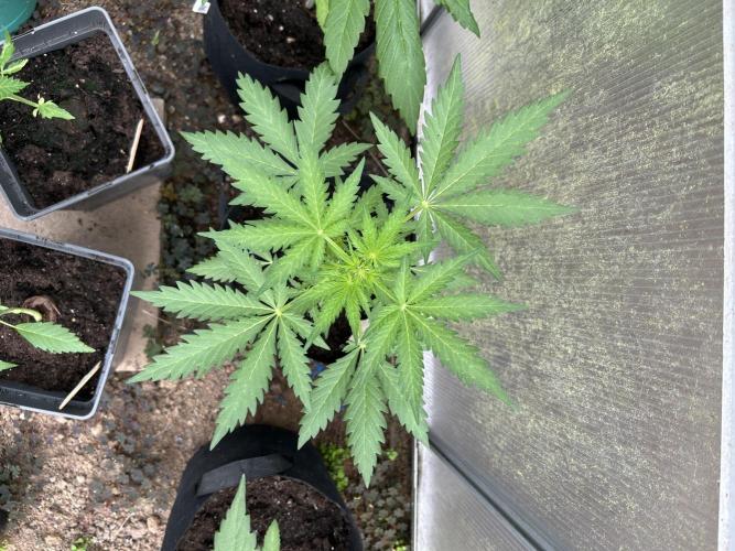 RQS mix. Week 5
