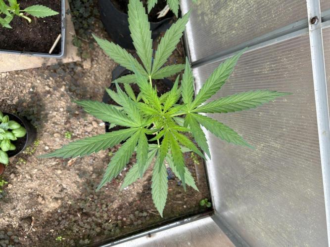 RQS mix. Week 5