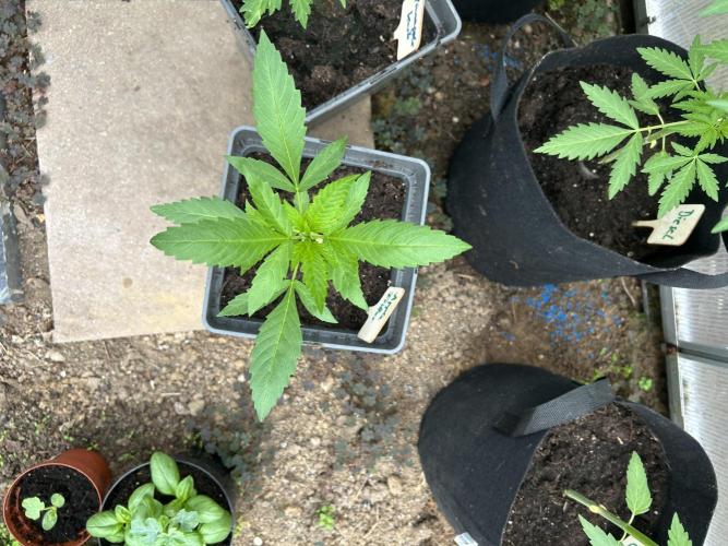 RQS mix. Week 5