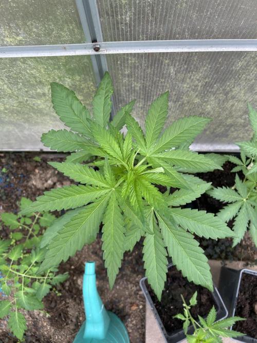 RQS mix. Week 5