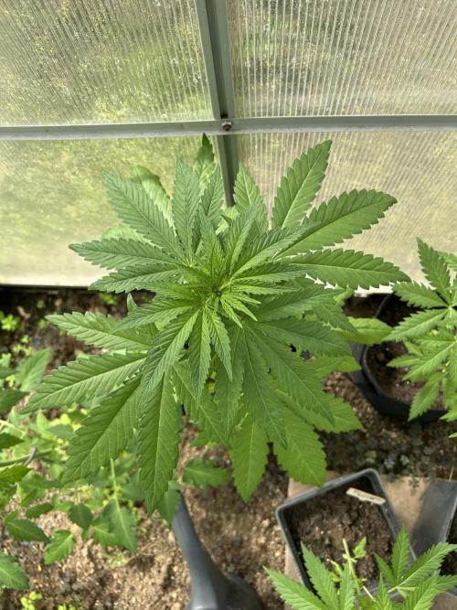 RQS mix. Week 6