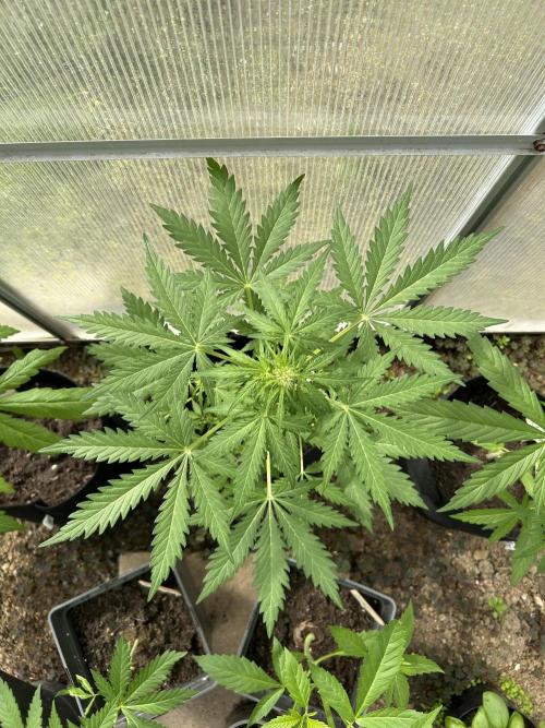 RQS mix. Week 6