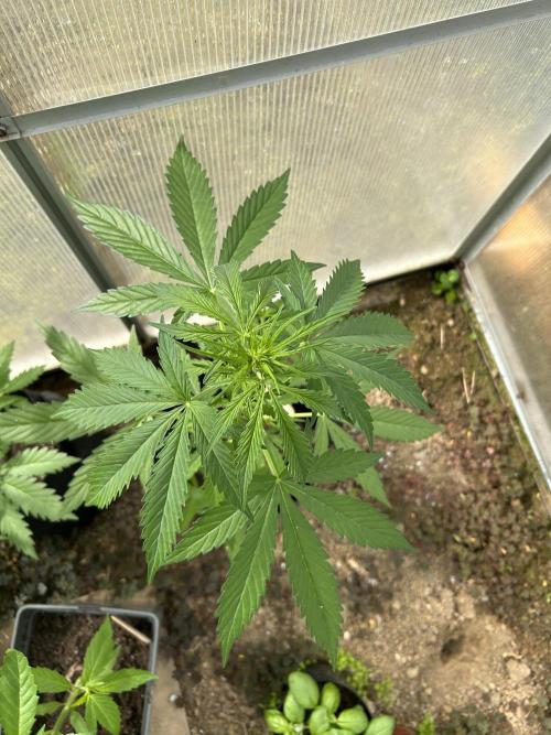 RQS mix. Week 6