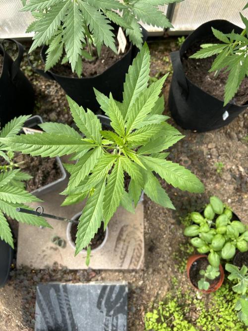RQS mix. Week 6