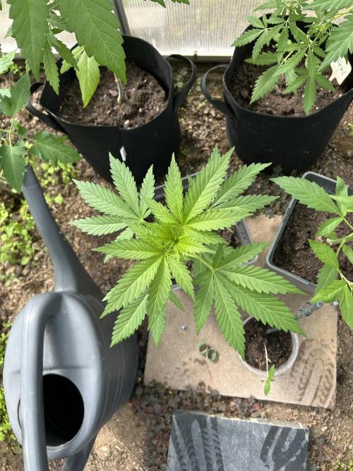 RQS mix. Week 6