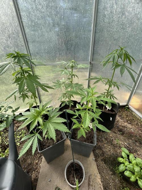 RQS mix. Week 6