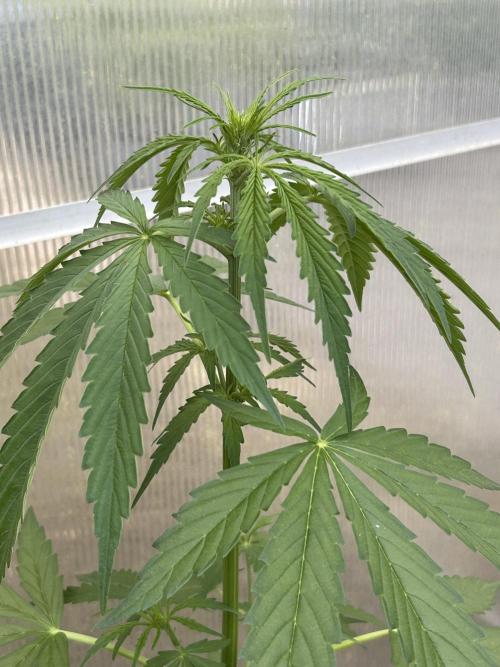 RQS mix. Week 6 - Blue cheese flowering 