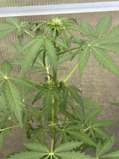 RQS mix. Week 6 - Diesel flowering 
