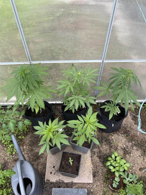 RQS mix. Week 6