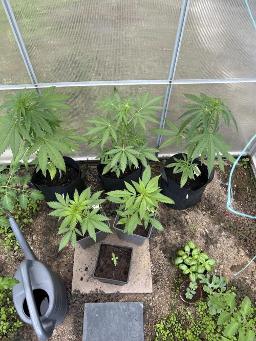 RQS mix. Week 6
