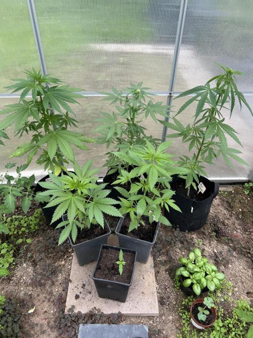 RQS mix. Week 7