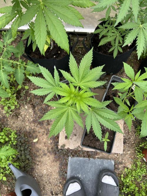 RQS mix. Week 7