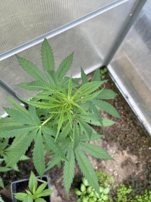RQS mix. Week 7