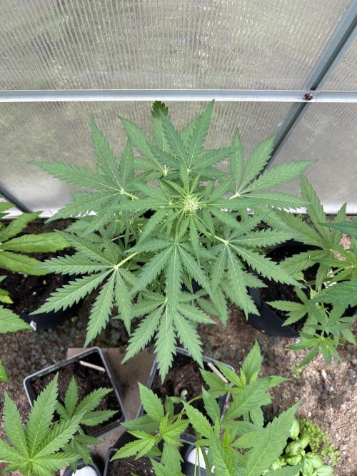 RQS mix. Week 7
