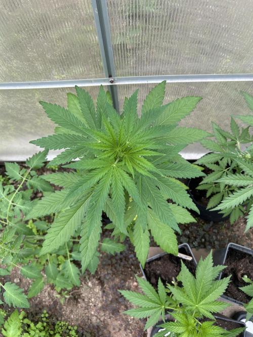 RQS mix. Week 7