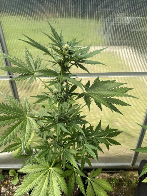 RQS mix. Week 8 - Diesel