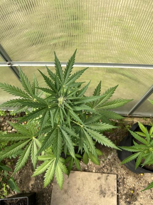 RQS mix. Week 8