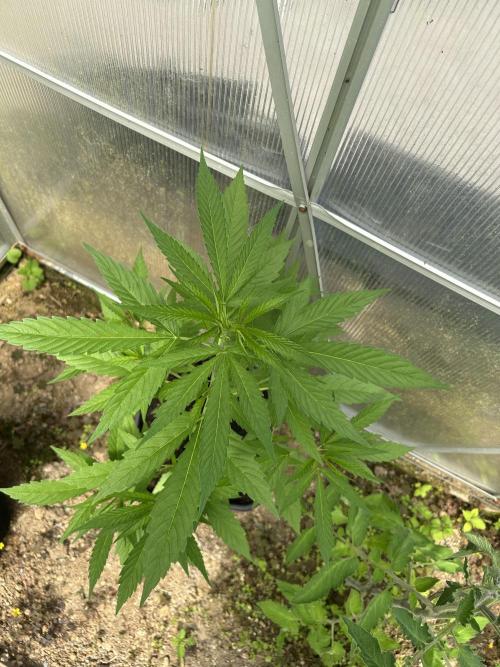 RQS mix. Week 8