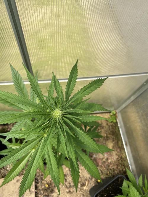 RQS mix. Week 8