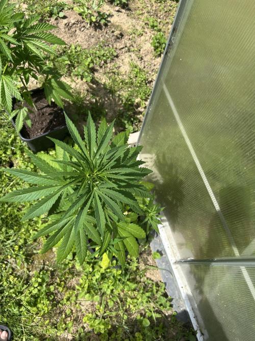 RQS mix. Week 8