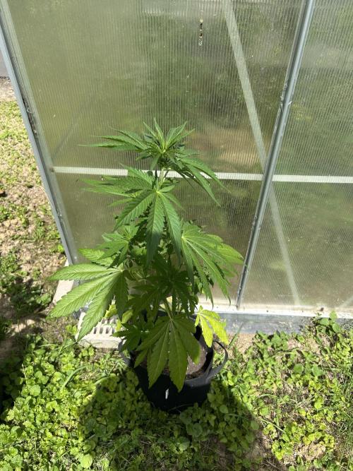 RQS mix. Week 8