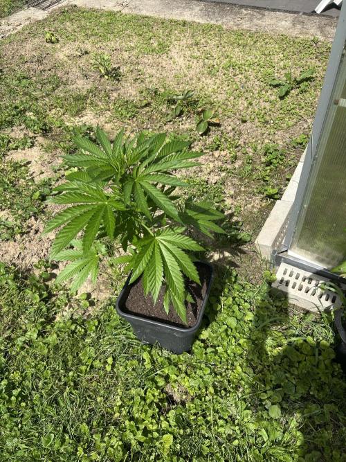 RQS mix. Week 8