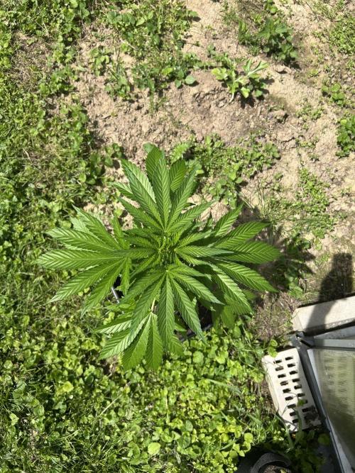 RQS mix. Week 8