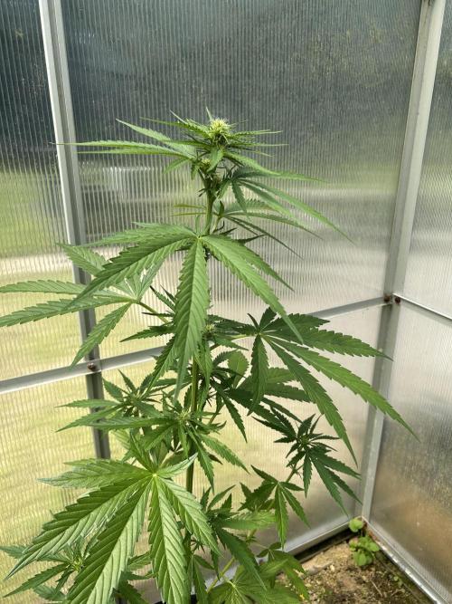 RQS mix. Week 8 - Blue cheese 