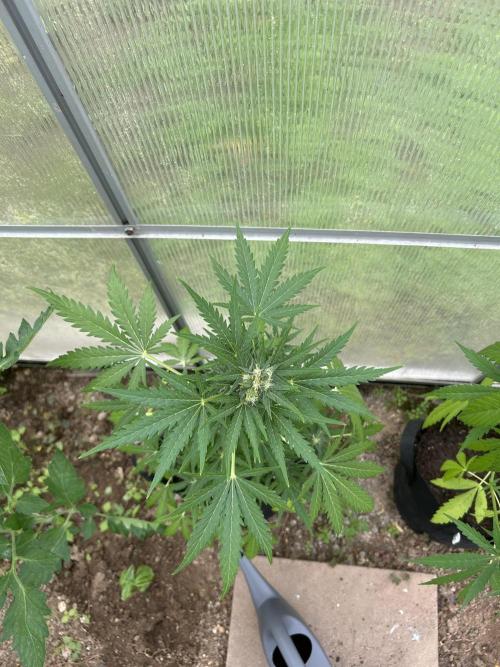 RQS mix. Week 9 - Diesel 