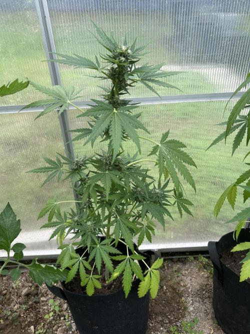 RQS mix. Week 9 - Diesel. I like this stramm very much. Impressed already last year