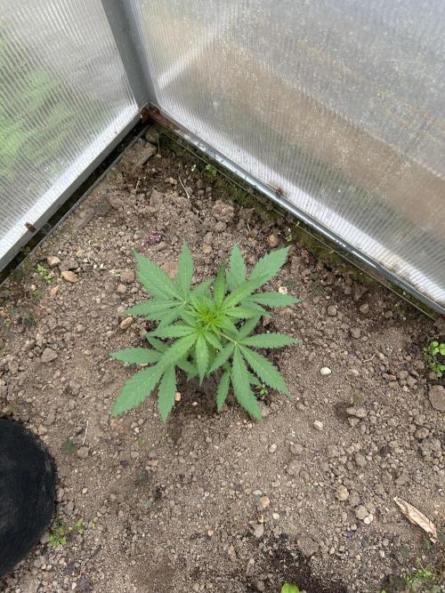 RQS mix. Week 9 - Purple Punch. just throught that we Need equal numbers for Photos and Autos 😊