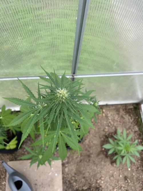 RQS mix. Week 9 - Blue Cheese 
