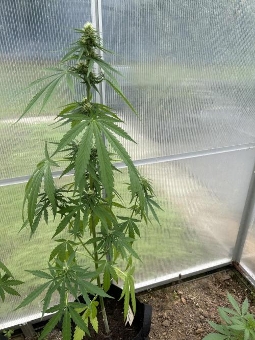RQS mix. Week 9 - Thirsty Blue Cheese 