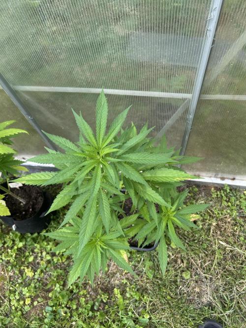 RQS mix. Week 9
