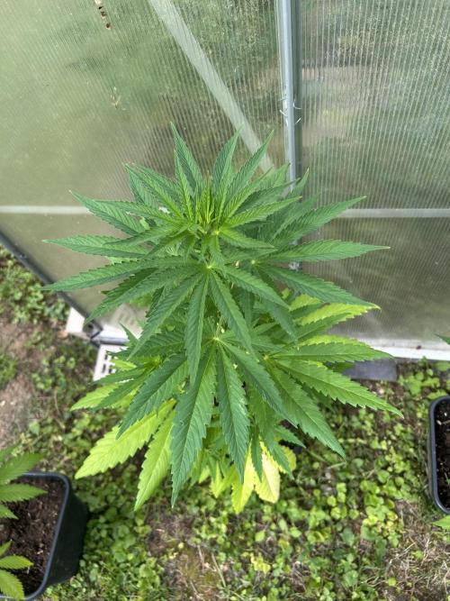 RQS mix. Week 9