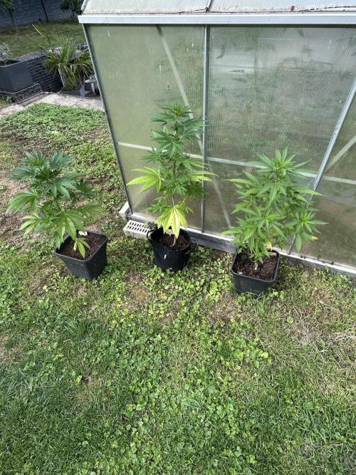RQS mix. Week 9