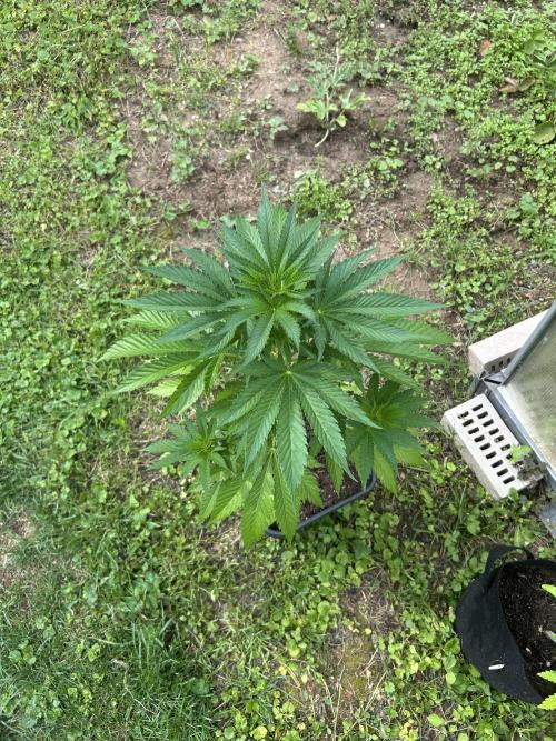 RQS mix. Week 9