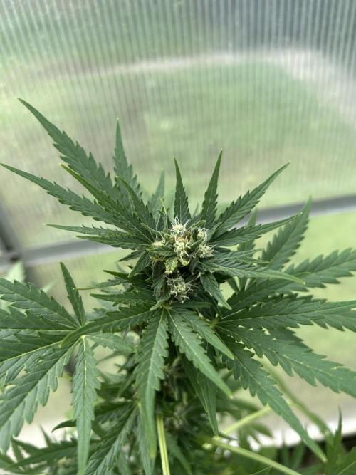 RQS mix. Week 9 - Diesel 