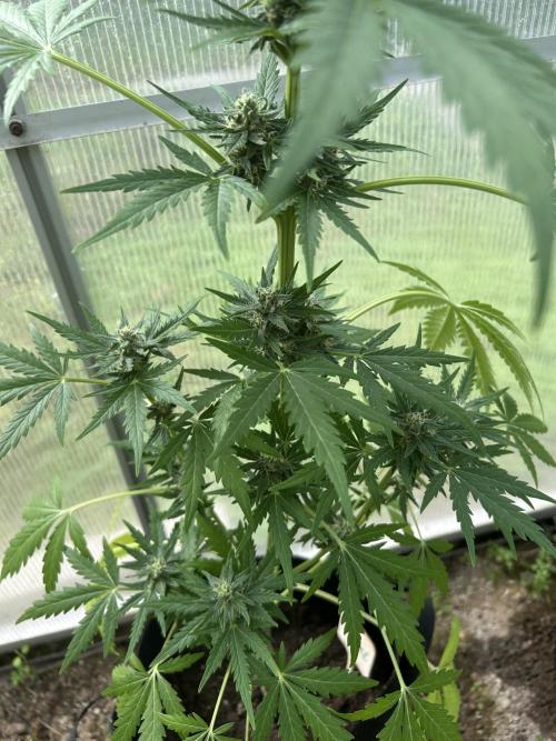 RQS mix. Week 9 - Diesel