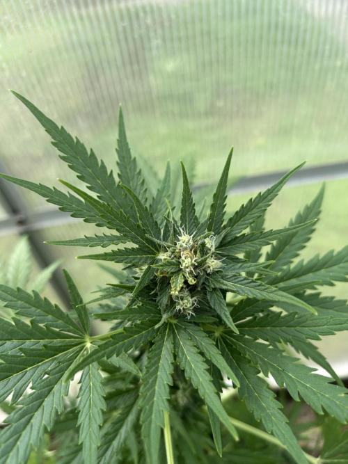 RQS mix. Week 9 - Diesel