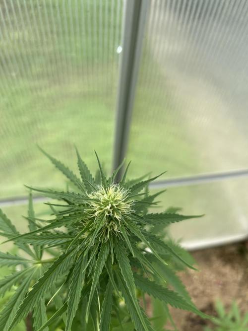 RQS mix. Week 9 - Blue Cheese 